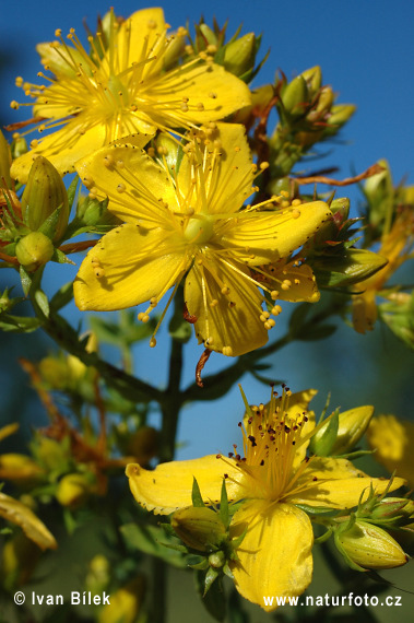 Ľubovník bodkovaný (Hypericum perforatum)