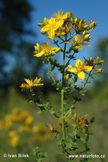 Ľubovník bodkovaný (Hypericum perforatum)