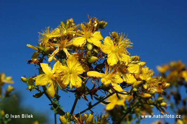 Ľubovník bodkovaný (Hypericum perforatum)