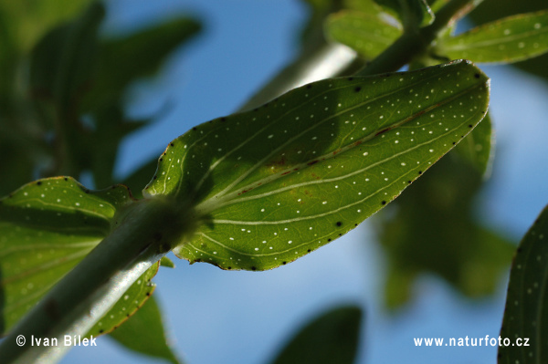 Ľubovník bodkovaný (Hypericum perforatum)