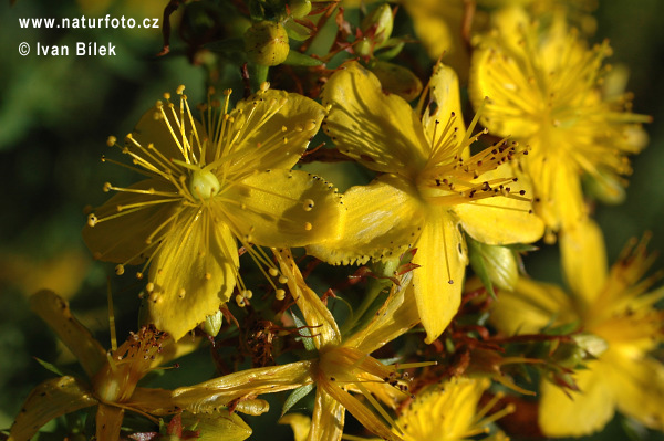 Ľubovník bodkovaný (Hypericum perforatum)