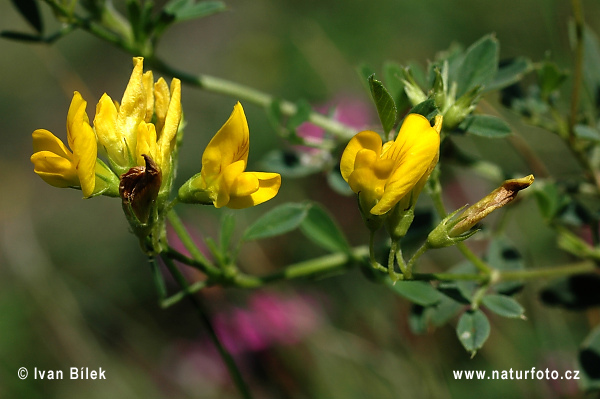 Lucerna kosákovitá (Medicago falcata)