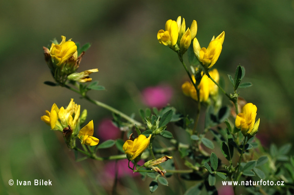 Lucerna kosákovitá (Medicago falcata)