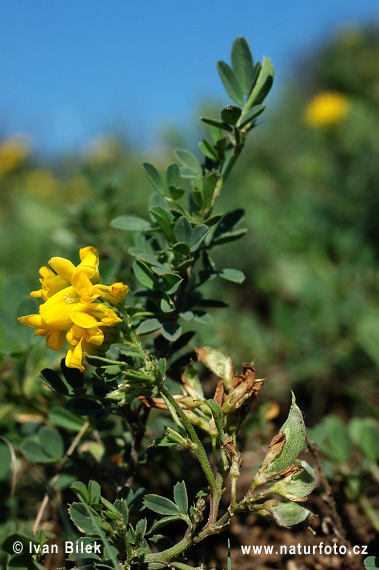 Lucerna kosákovitá (Medicago falcata)