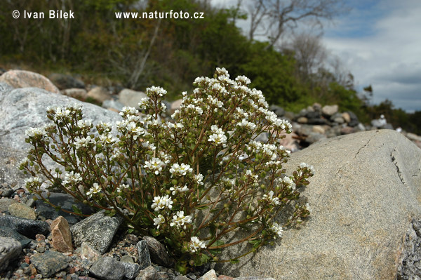 Lyžičník lekársky (Cochlearia officinalis)