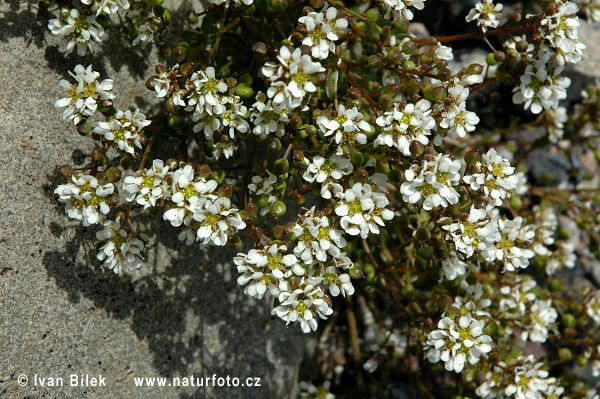 Lyžičník lekársky (Cochlearia officinalis)