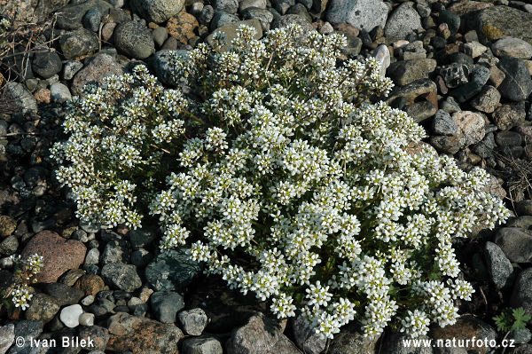 Lyžičník lekársky (Cochlearia officinalis)