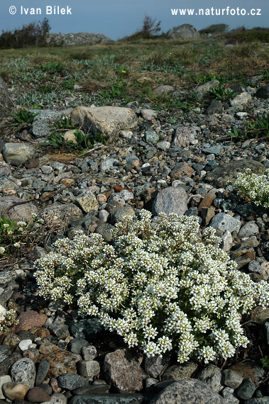 Lyžičník lekársky (Cochlearia officinalis)