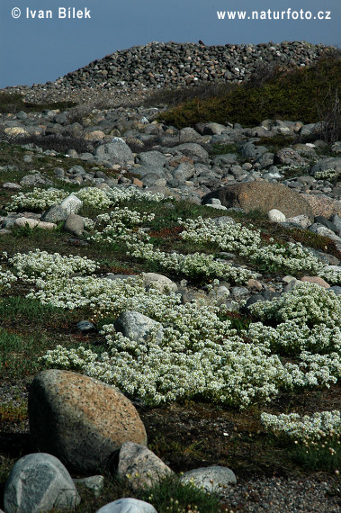 Lyžičník lekársky (Cochlearia officinalis)