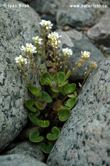 Lyžičník lekársky (Cochlearia officinalis)