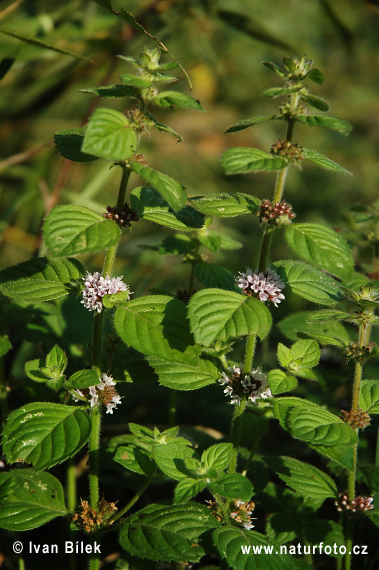 Mäta roľná (Mentha arvensis)