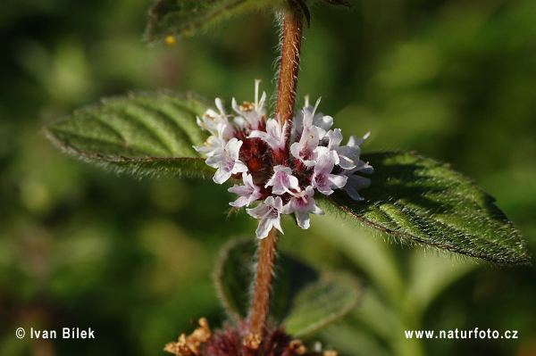 Mäta roľná (Mentha arvensis)