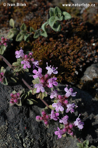 Materina dúška včasná (Thymus praecox)