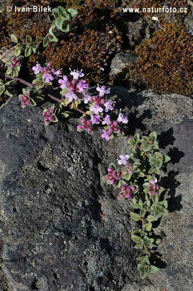 Materina dúška včasná (Thymus praecox)