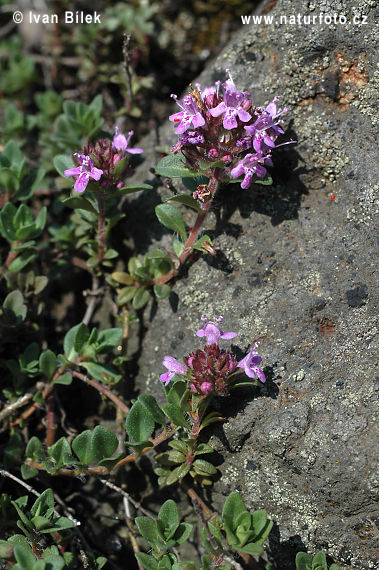 Materina dúška včasná (Thymus praecox)