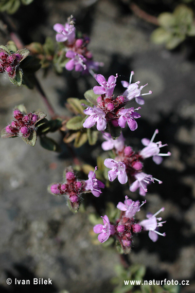 Materina dúška včasná (Thymus praecox)