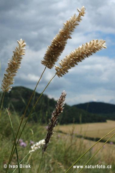 Mednička sedmohradská (Melica transsilvanica)