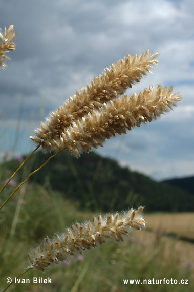 Mednička sedmohradská (Melica transsilvanica)