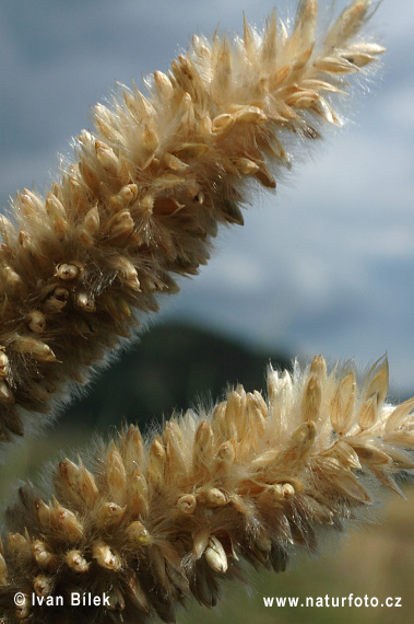 Mednička sedmohradská (Melica transsilvanica)