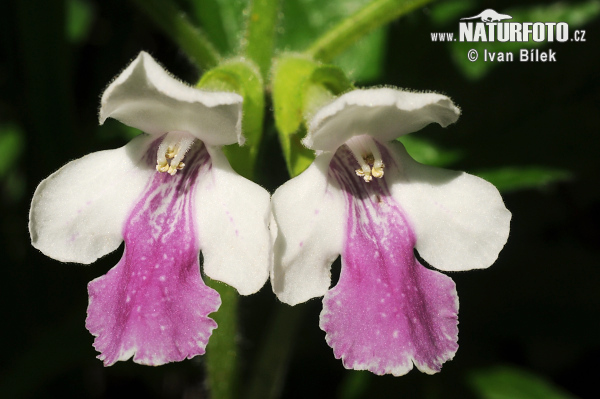 Medúnka medovkolistá (Melittis melissophyllum)