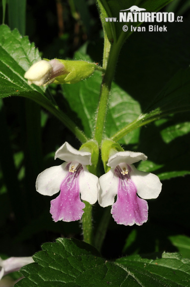 Medúnka medovkolistá (Melittis melissophyllum)