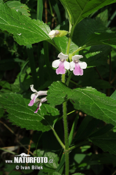 Medúnka medovkolistá (Melittis melissophyllum)