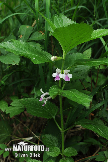 Medúnka medovkolistá (Melittis melissophyllum)