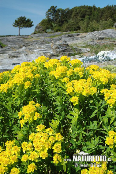 Mliečnik močiarny (Euphorbia palustris)