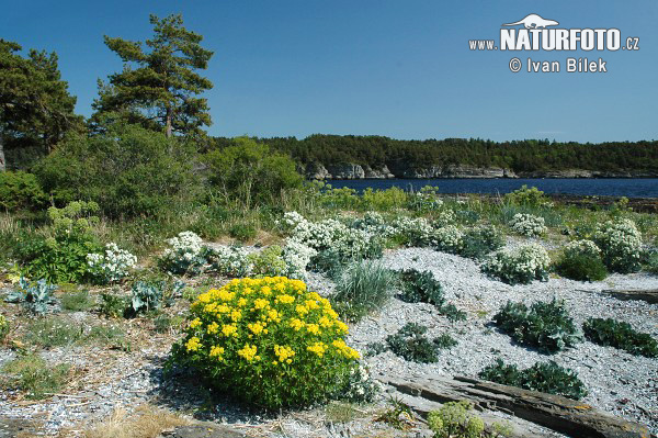 Mliečnik močiarny (Euphorbia palustris)