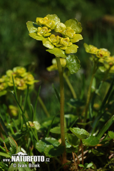 Mokrýš střídavolistý (Chrysosplenium alternifolium)
