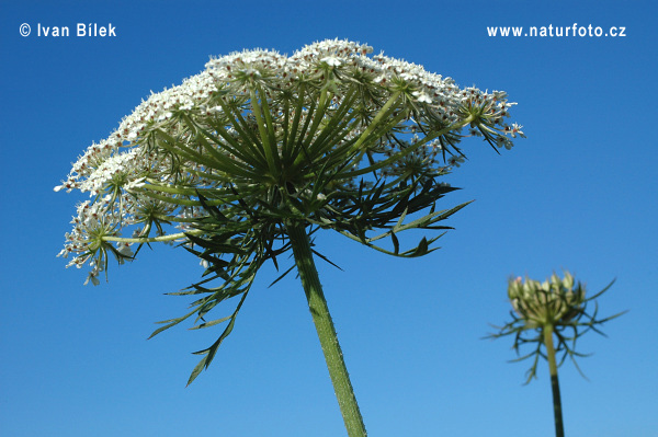 Mrkva obyčajná pravá (Daucus carota L. subsp. carota)