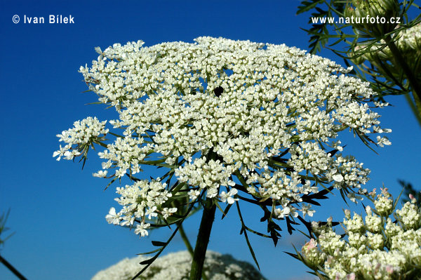 Mrkva obyčajná pravá (Daucus carota L. subsp. carota)