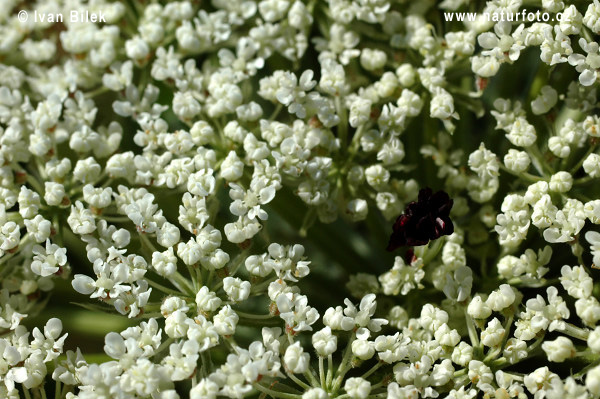 Mrkva obyčajná pravá (Daucus carota L. subsp. carota)