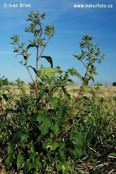 Mrlík hybridný (Chenopodium hybridum)