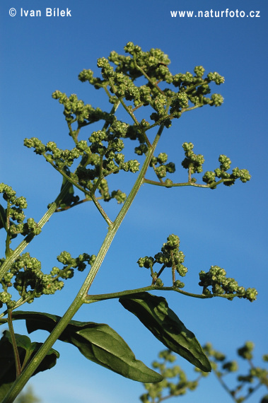 Mrlík hybridný (Chenopodium hybridum)