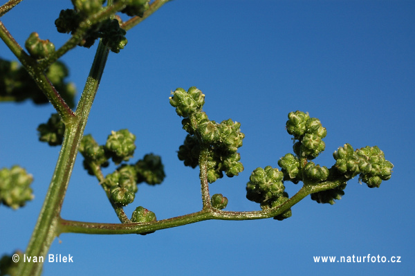 Mrlík hybridný (Chenopodium hybridum)