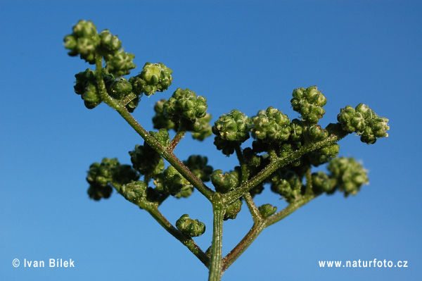 Mrlík hybridný (Chenopodium hybridum)