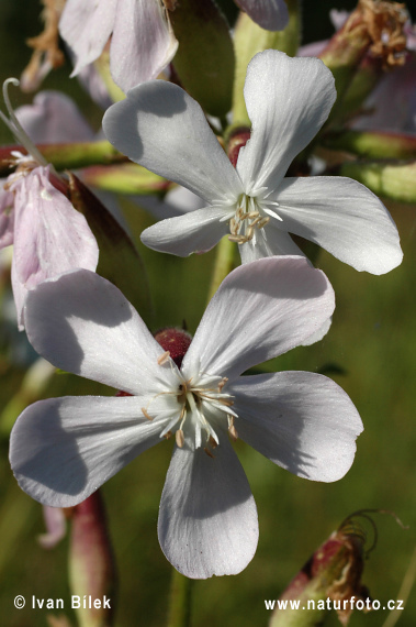 Mydlica lekárska (Saponaria officinalis)