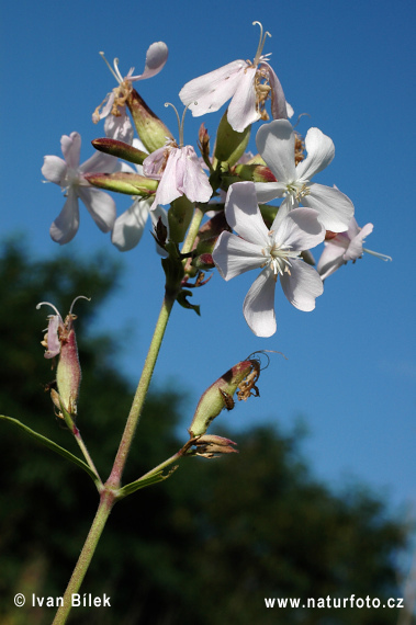 Mydlica lekárska (Saponaria officinalis)