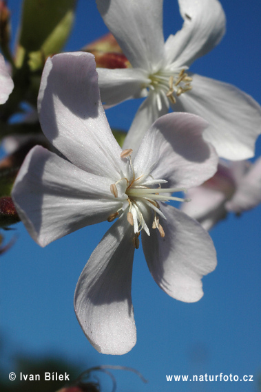 Mydlica lekárska (Saponaria officinalis)