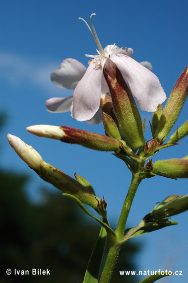 Mydlica lekárska (Saponaria officinalis)