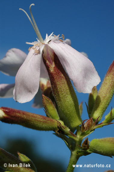 Mydlica lekárska (Saponaria officinalis)