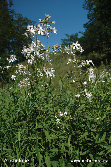 Mydlica lekárska (Saponaria officinalis)