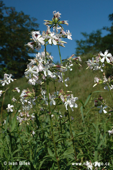 Mydlica lekárska (Saponaria officinalis)