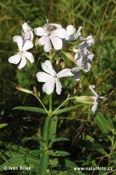 Mydlica lekárska (Saponaria officinalis)