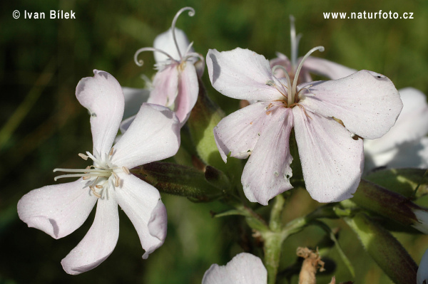 Mydlica lekárska (Saponaria officinalis)