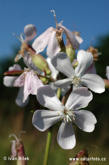Mydlice lékařská (Saponaria officinalis)