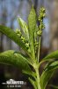 Bažanka vytrvalá (Mercurialis perennis)