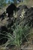 Bělozářka liliovitá