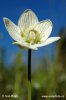 Bielokvet močiarny (Parnassia palustris)